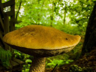 Nice cossack in the middle of forest