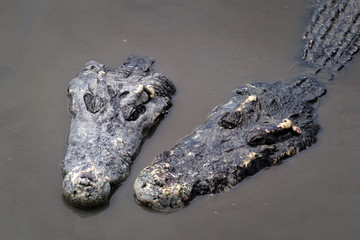 Crocodiles are in the water