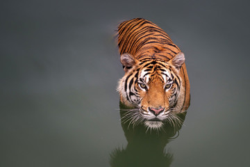 Tiger in the water