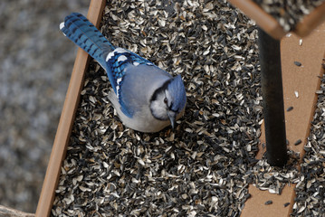Blue Jay Eating at a Bird Feeder