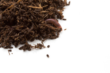 African Night Crawler, earthworms and Fertile soil isolated on white background.
