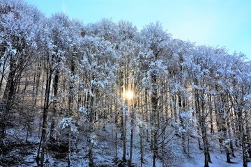morning sunshine through the forest in winter