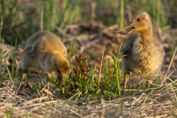 Europian Greylag geese (anser anser) goslings eat green grass in the early hours of a sunny morning, close-up portraits.green reeds in the background