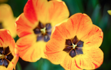 Orange Tulip Pollen Bunch