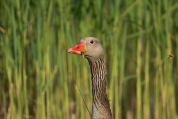 EuropianGreylag goose(anser anser) with a long and brown neck, a portrait of a goose and a red beak, feeding green grass in a beak.close-up portrait.green reeds in the background out of focus.