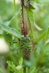green bud of an unopened poppy flower in rain drops closeup