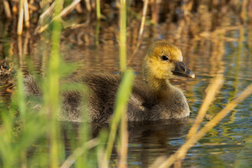 Europian Greylag goose (anser anser) goslings with yellow head floats in the water on an early sunny morning.close-up. Green reed in front out of focus.