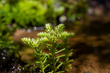 Sedum Succulent