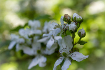 Wild Blackberries