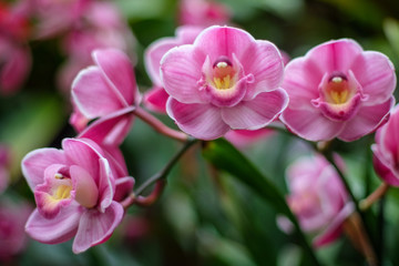 Fototapeta na wymiar Pink Orchid Branch