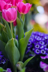 Obraz premium Pink Tulips in Purple Flowers
