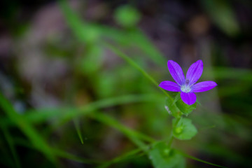 Tiny purple Flower