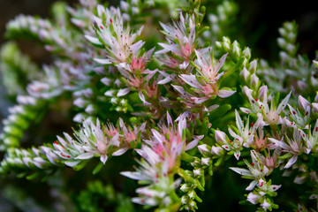 Sedum Seastar Succulent