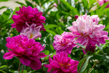 Peonies