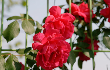beautiful red roses in barbed wire