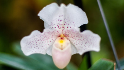 White Orchid