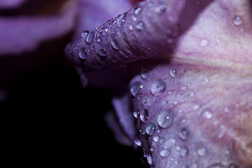 Photo for background, purple petal of an iris flower close up, covered with raindrops