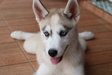 siberian husky dog