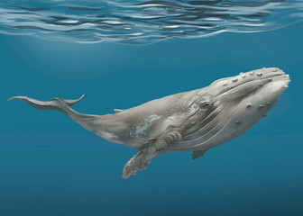 Hand drawn whale © Rawpixel.com