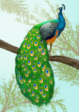 Hand drawn peacock