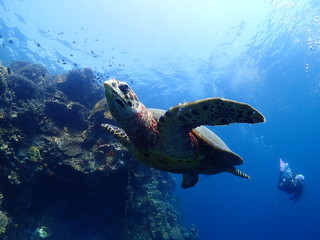 Swimming hawksbill turtle which seems to fly in the sea.