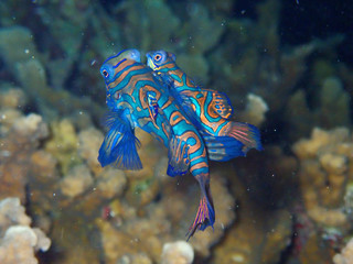 Two Mandarinfish are performing courtship behavior.