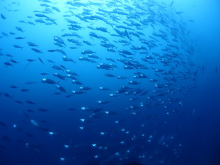 Fototapeta na wymiar A School of Indian Mackerel is swimming in a certain direction.