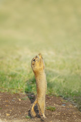squirrel pulls his paws up and asks something on the green Sunny meadow. hanging in the air, or jumps, clinging to something