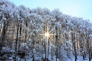morning sunshine through the forest in winter