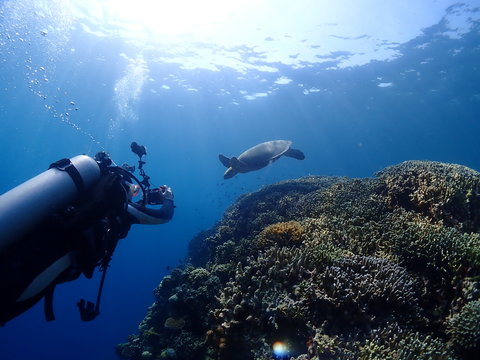 Diver is photographing a green sea turtle swimming in the sea.