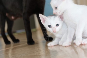 Cats white