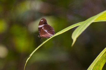 Butterfly on a green leaf in sunshine at a exotic tropical garden scene 