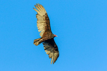 Turkey Vulture