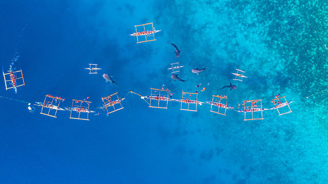 Aerial view Oslob Whale Shark Watching, Fishermen feed gigantic whale sharks ( Rhincodon typus) from boats in the sea in the Oslob, Cebu, Philippines.