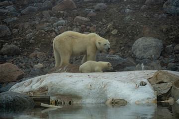 Naklejka na ściany i meble Polar bear mother & cub on sperm whale
