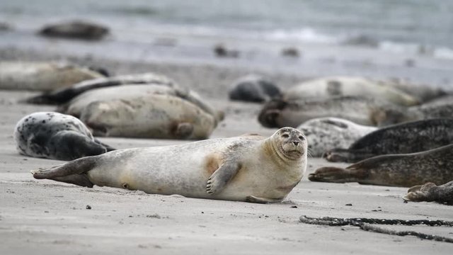 Seal resting on the beach at the North Sea.