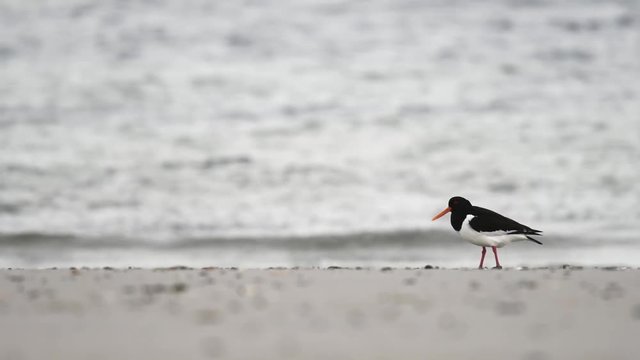 The Eurasian oystercatcher (Haematopus ostralegus) looking for food on the beach at the North Sea.