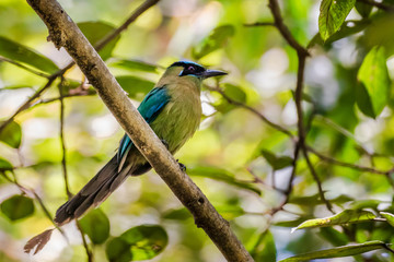 Lesson´s Motmot