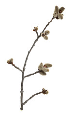 Common aspen, Populus tremula twig with blooming catkins isolated on white background