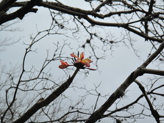 Flor de la nada 