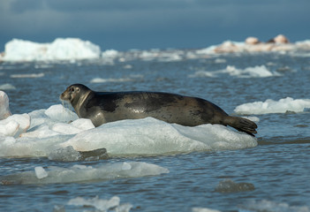 Naklejka premium Bearded seal on ice watching you