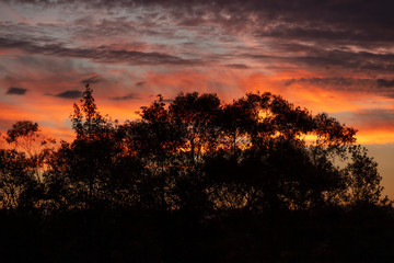 Obraz premium Red vibrant sunset with Eucalyptus trees in the foreground.