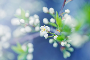 Beautiful macro of white small wild apple flowers and buds on tree branches with green leaves. Pale light faded pastel tones. Amazing spring nature. Natural floral background copyspace.