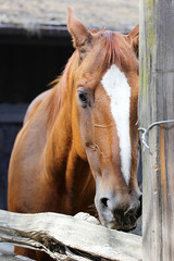 Naklejka premium Portrait of Horse Brown White