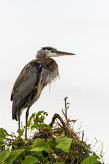 Great Blue Heron