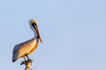 Pelican
