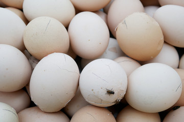 Chicken Eggs with a Fly