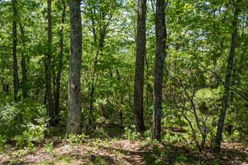 Fototapeta na wymiar Beautiful forest vista near the Blue Ridge Parkway in springtime, North Caroline