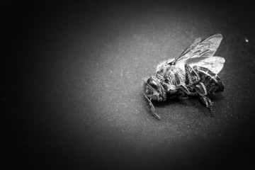 Macro image of a dead bee on a leaf of a declining beehive, plagued by the collapse of collapse and...