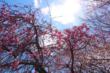 風景　春　桜　空　太陽　茨城